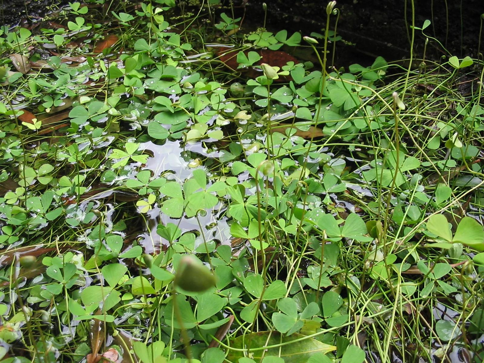 Four-Leaf Clover (Marsilea hirsuta)