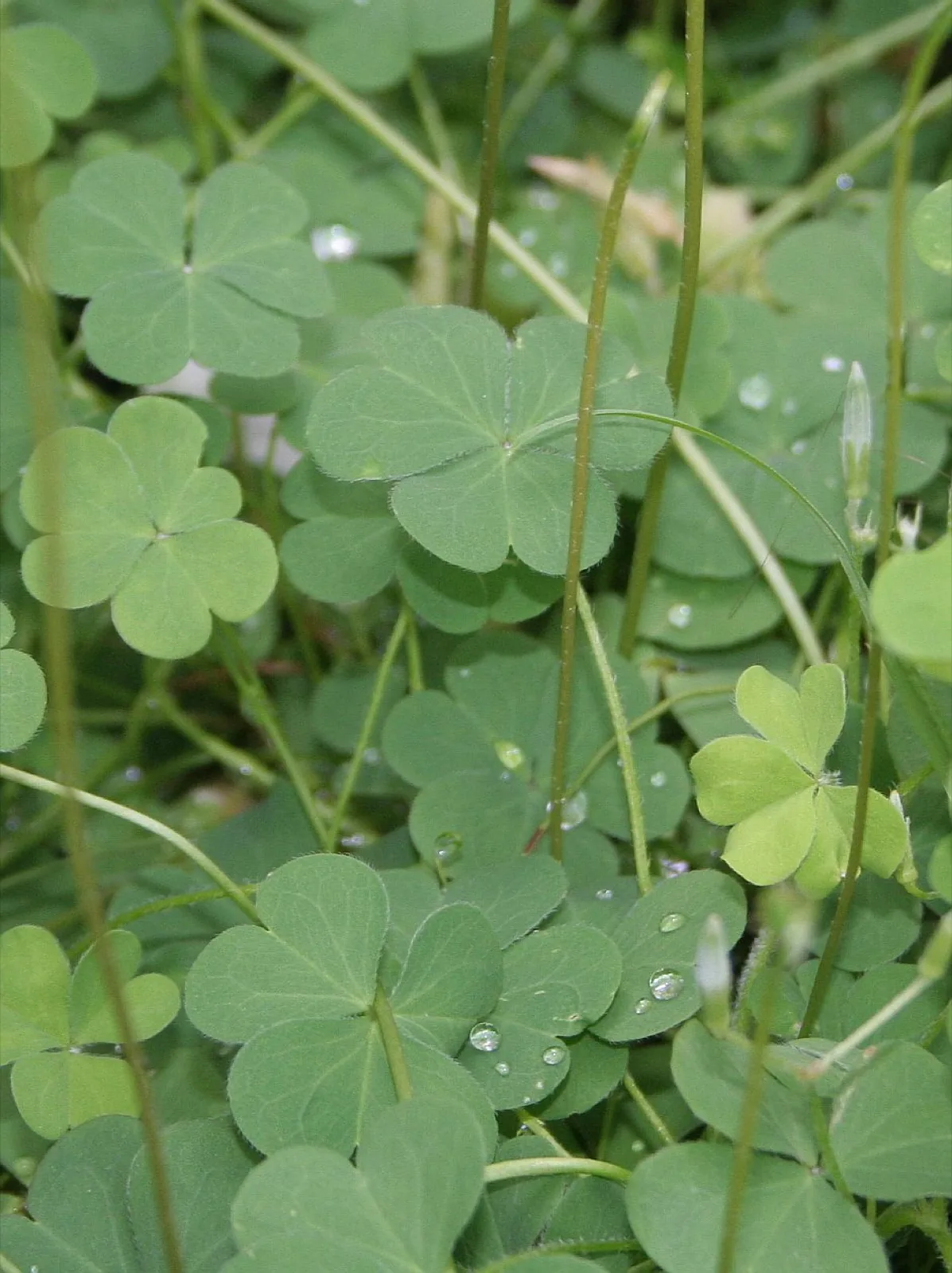Four-Leaf Clover (Marsilea hirsuta)