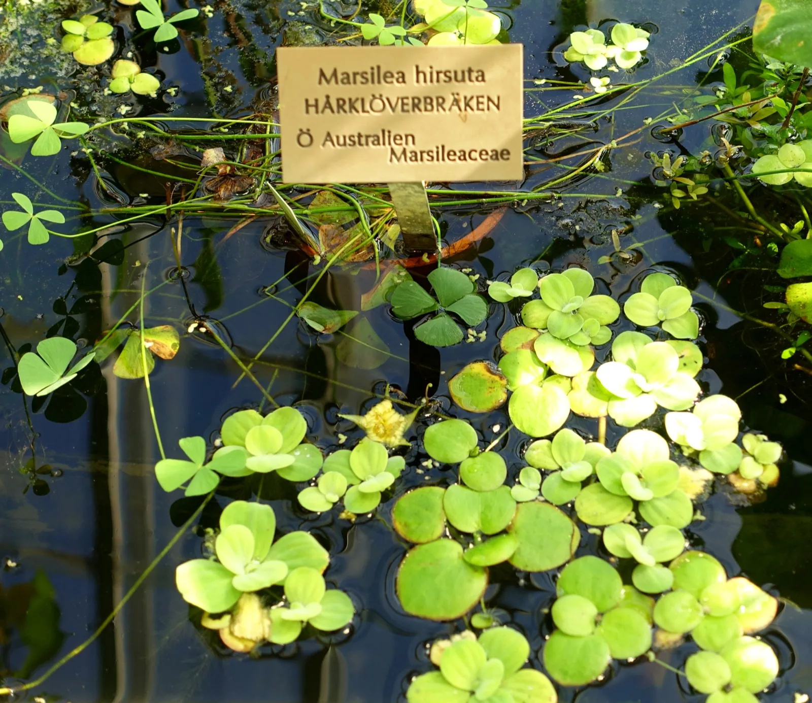 Four-Leaf Clover (Marsilea hirsuta)