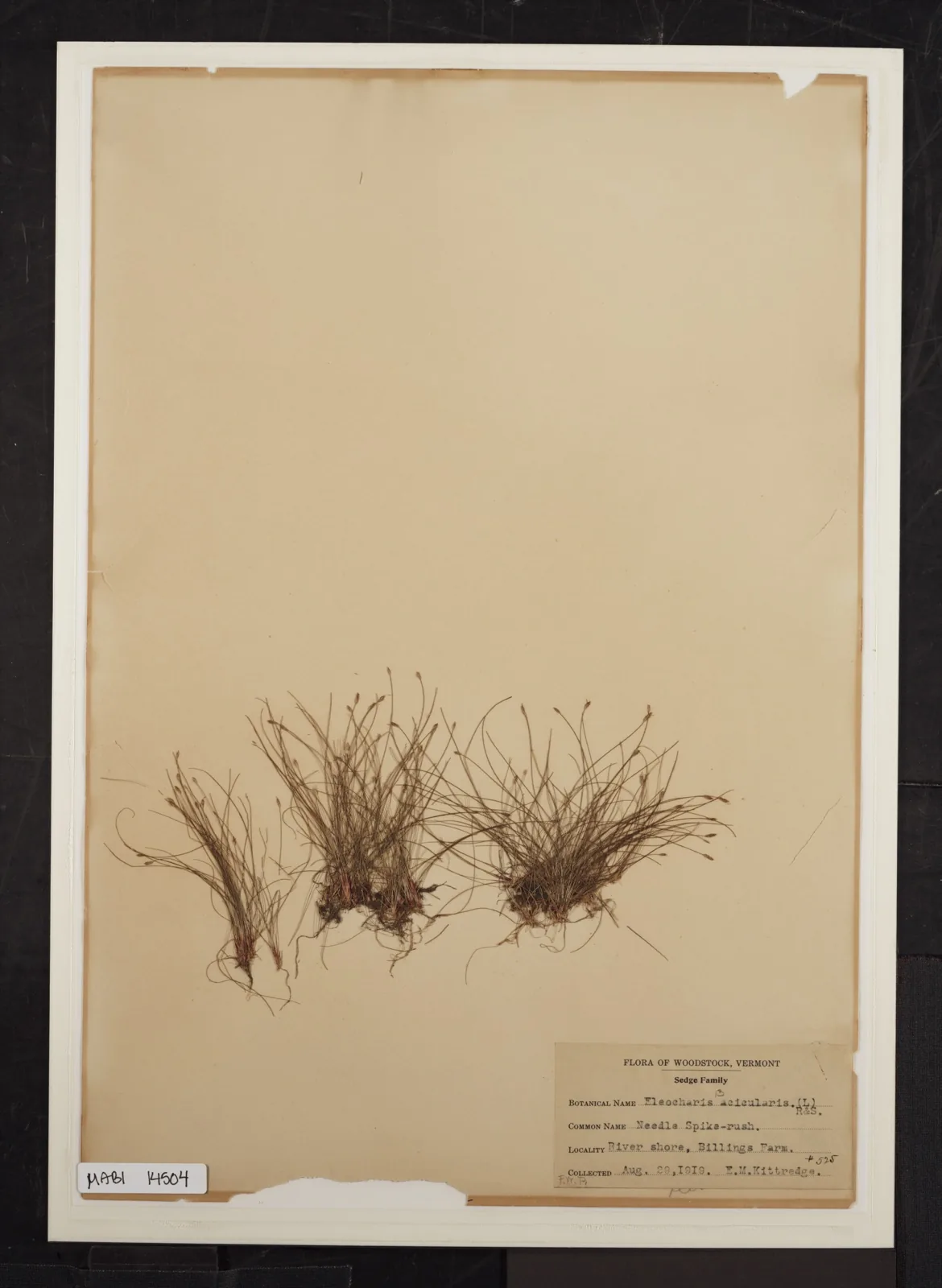 Needle Hairgrass (Eleocharis acicularis)