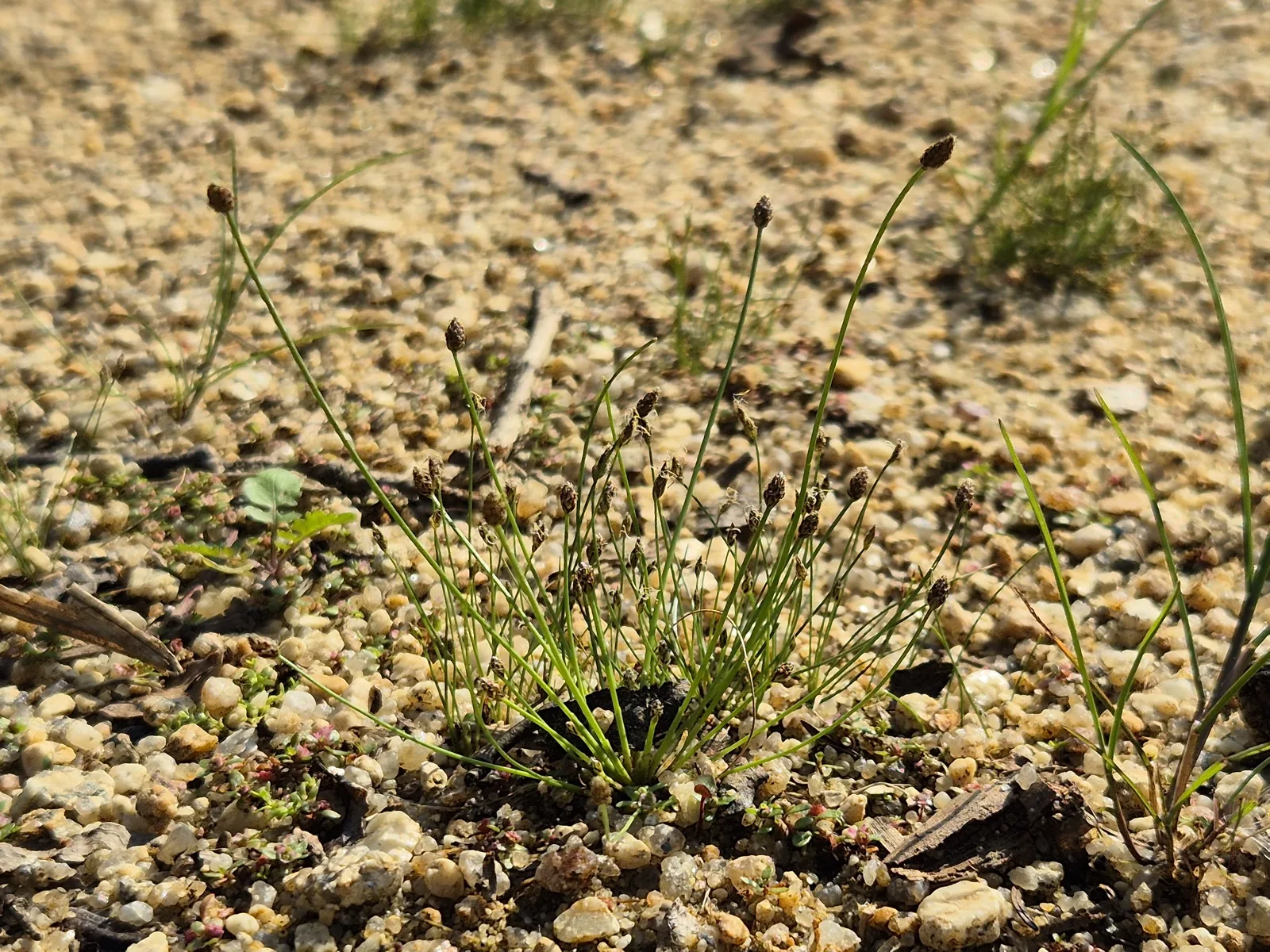 Needle Hairgrass (Eleocharis acicularis)