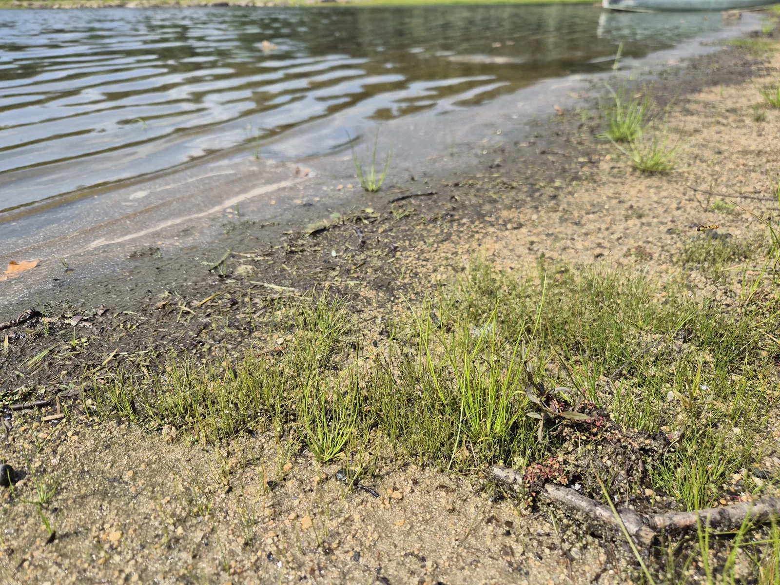 Needle Hairgrass (Eleocharis acicularis)