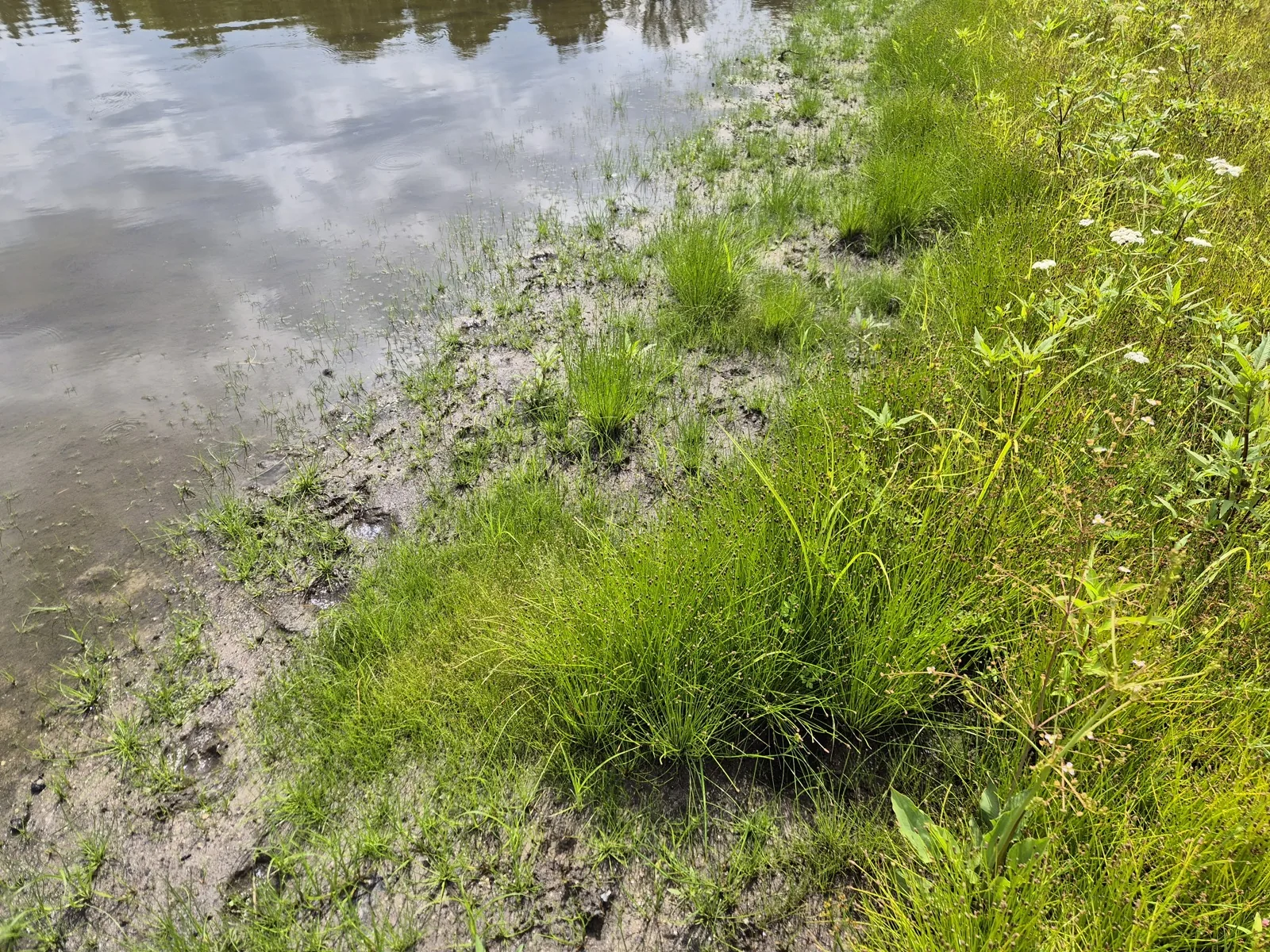 Needle Hairgrass (Eleocharis acicularis)