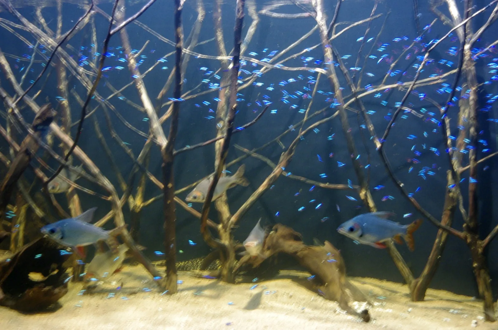 Neon Tetra (Paracheirodon innesi)
