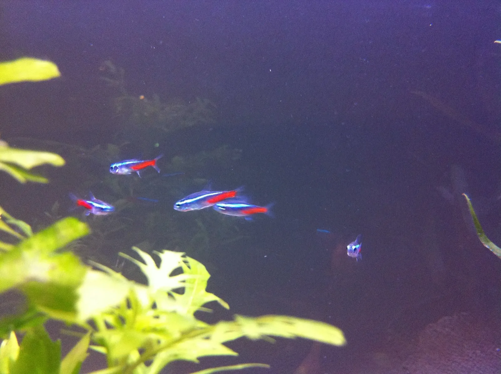Neon Tetra (Paracheirodon innesi)