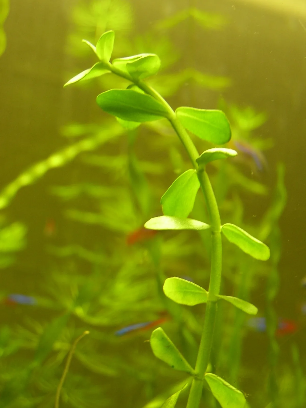 Neon Tetra (Paracheirodon innesi)
