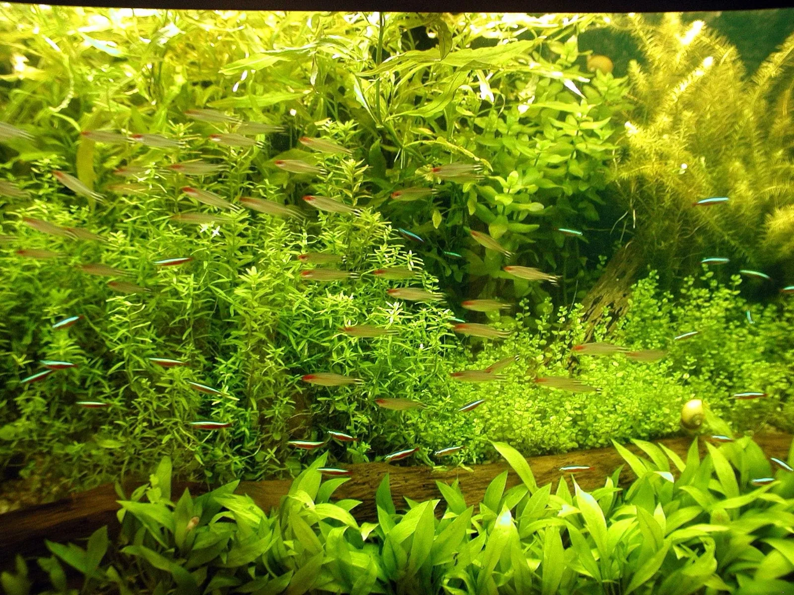 Neon Tetra (Paracheirodon innesi)