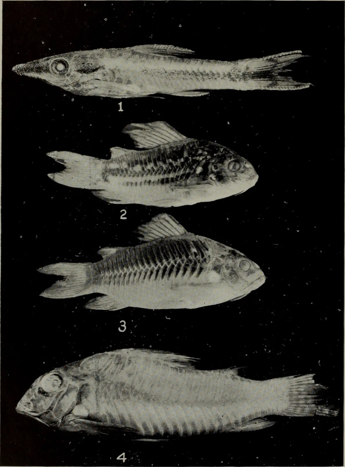 Otocinclus (Common) (Otocinclus vittatus)