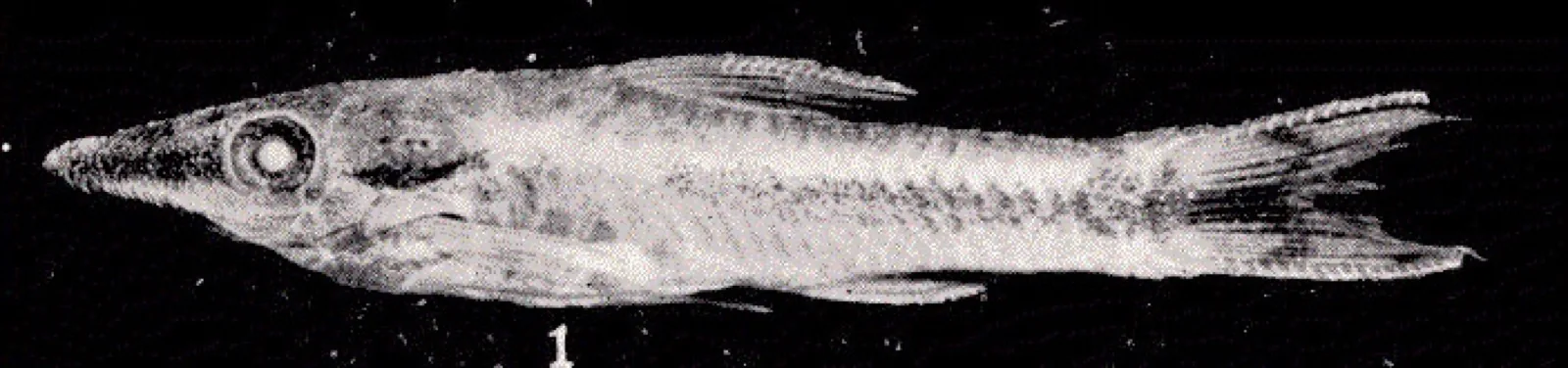 Otocinclus (Common) (Otocinclus vittatus)