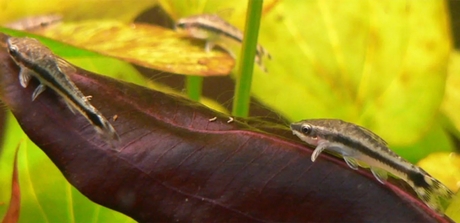 Otocinclus (Common) (Otocinclus vittatus)