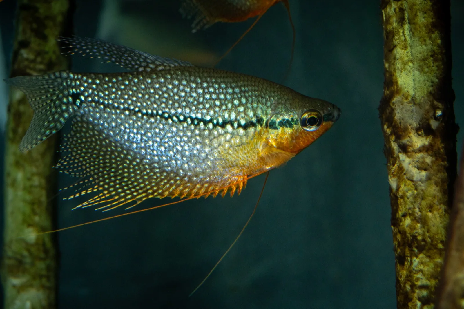 Pearl Gourami (Trichopodus leerii)