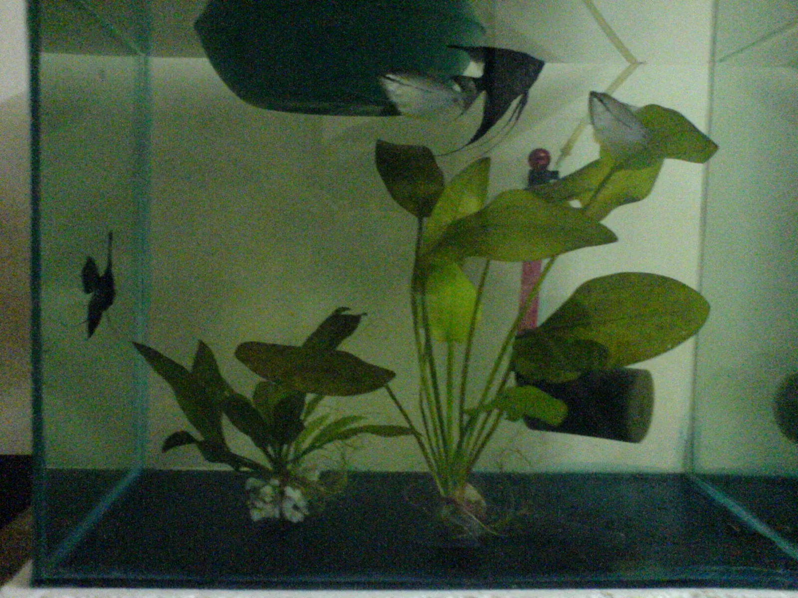 Pearl Gourami (Trichopodus leerii)