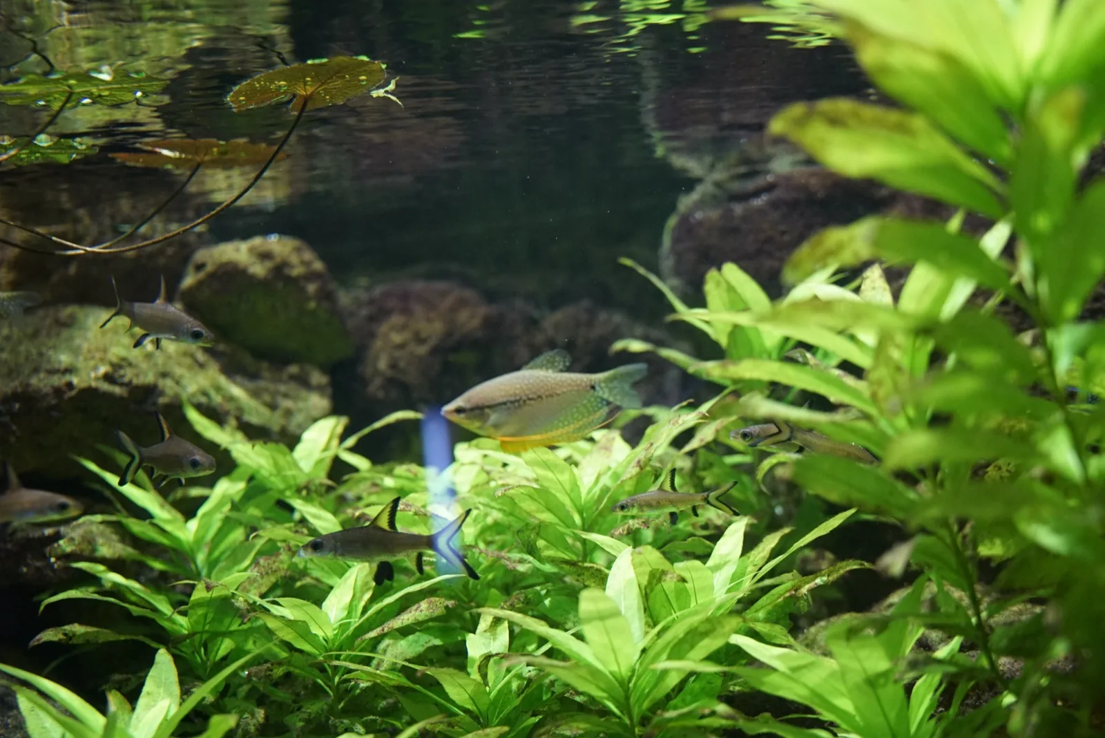 Pearl Gourami (Trichopodus leerii)