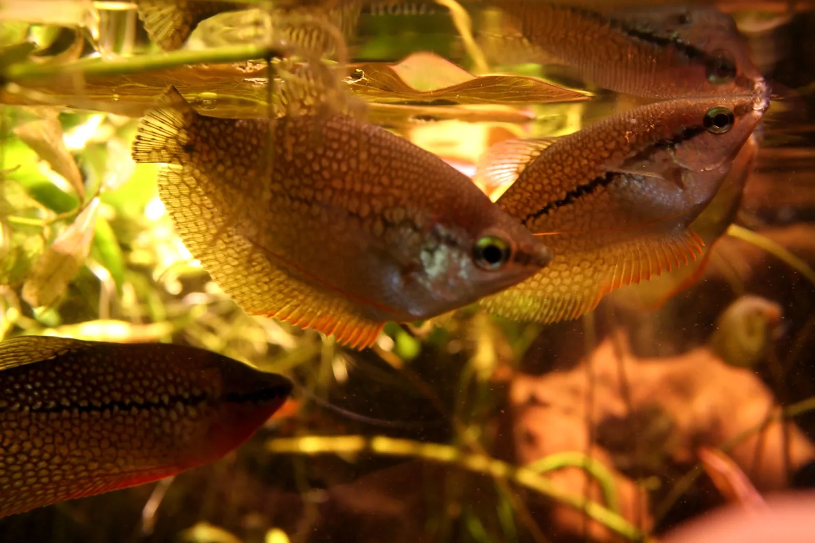 Pearl Gourami (Trichopodus leerii)