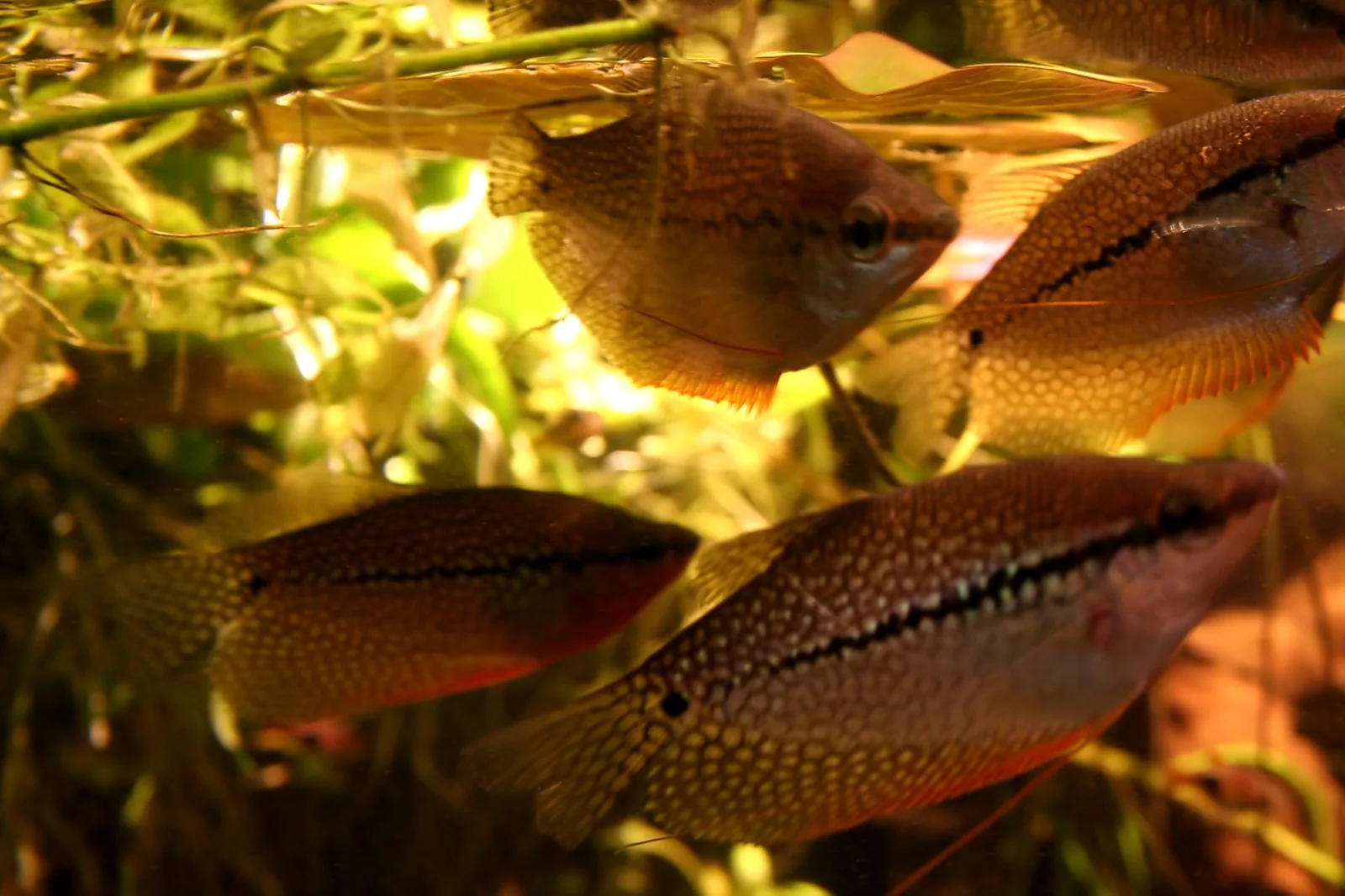 Pearl Gourami (Trichopodus leerii)