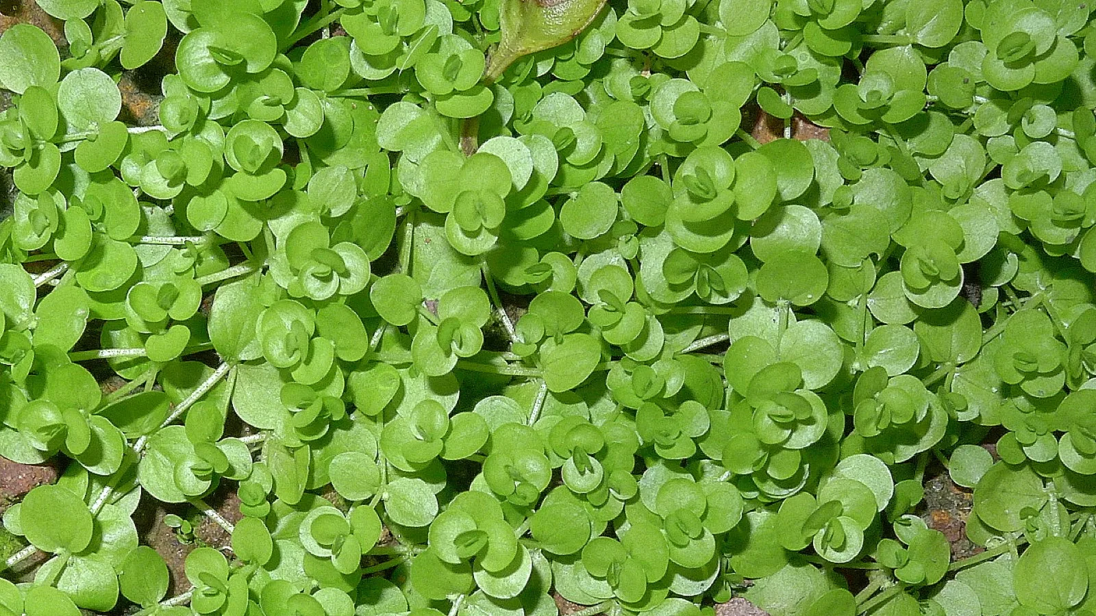 Pearlweed (Micranthemum micranthemoides)
