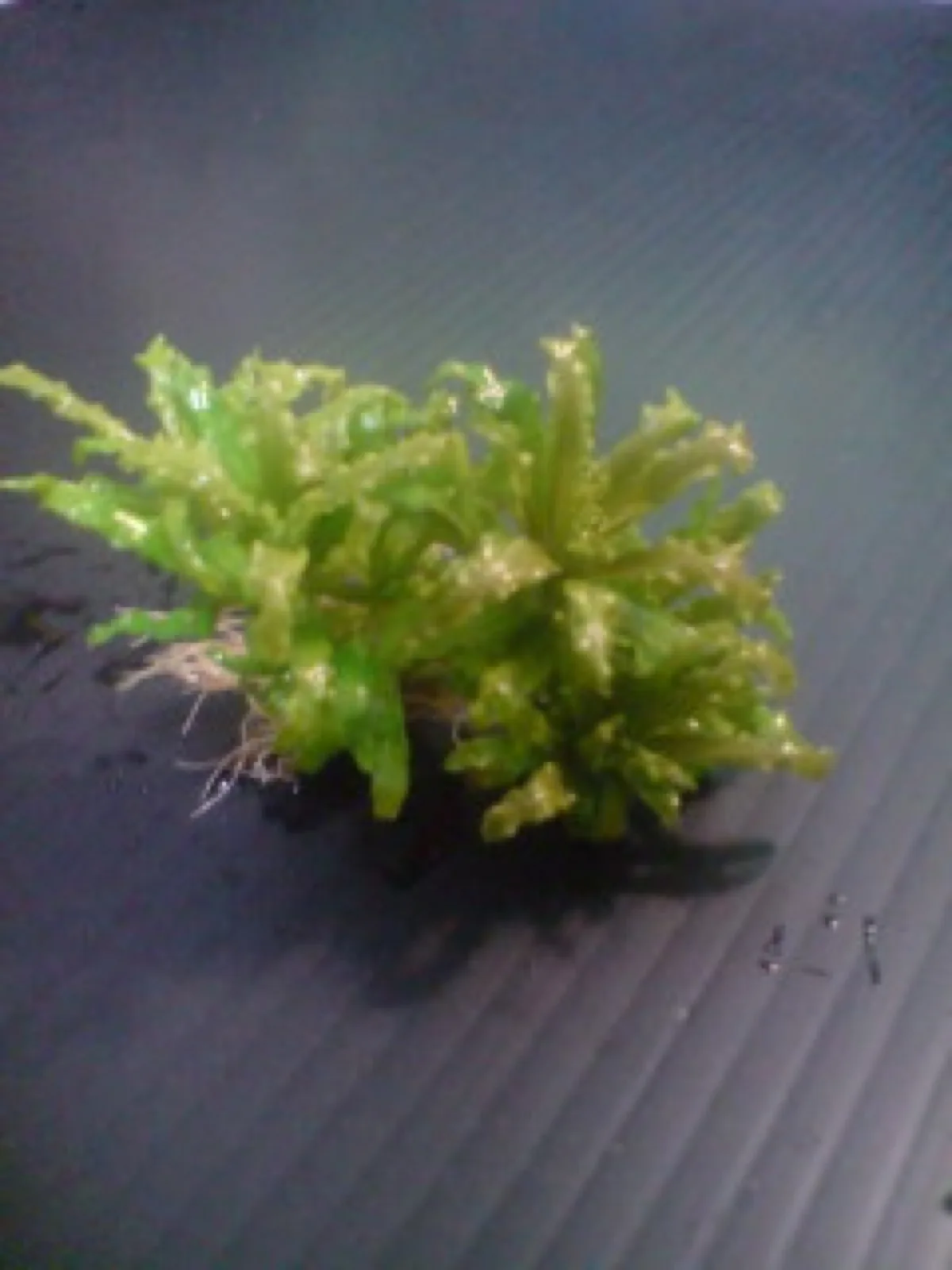 Pogostemon Helferi (Downoi) (Pogostemon helferi)