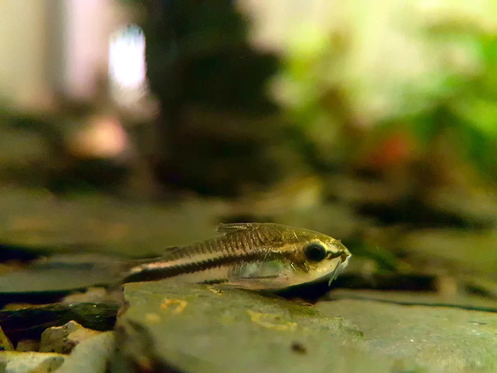 Pygmy Corydoras (Corydoras pygmaeus)