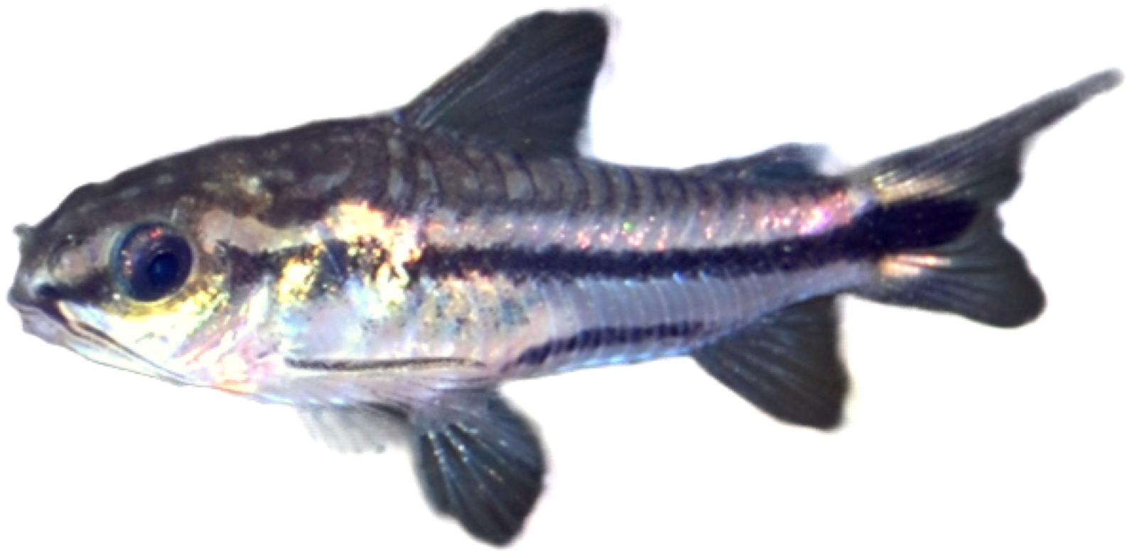 Pygmy Corydoras (Corydoras pygmaeus)