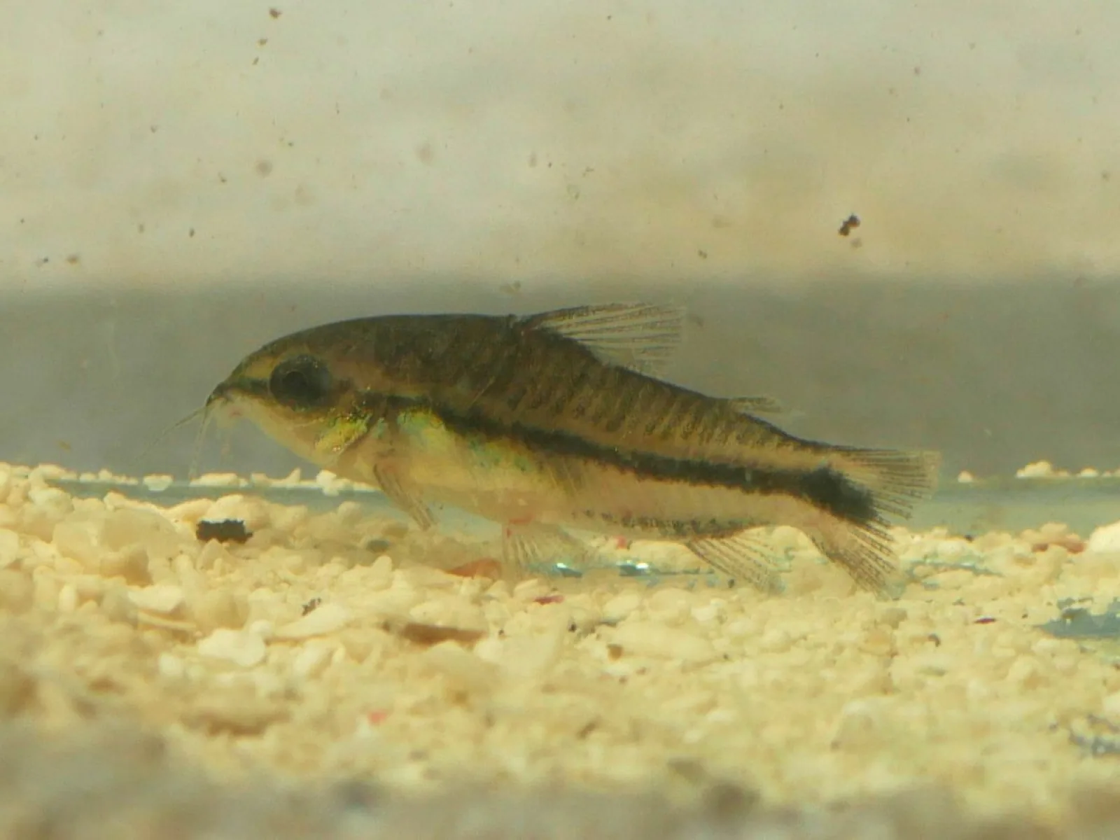Pygmy Corydoras (Corydoras pygmaeus)
