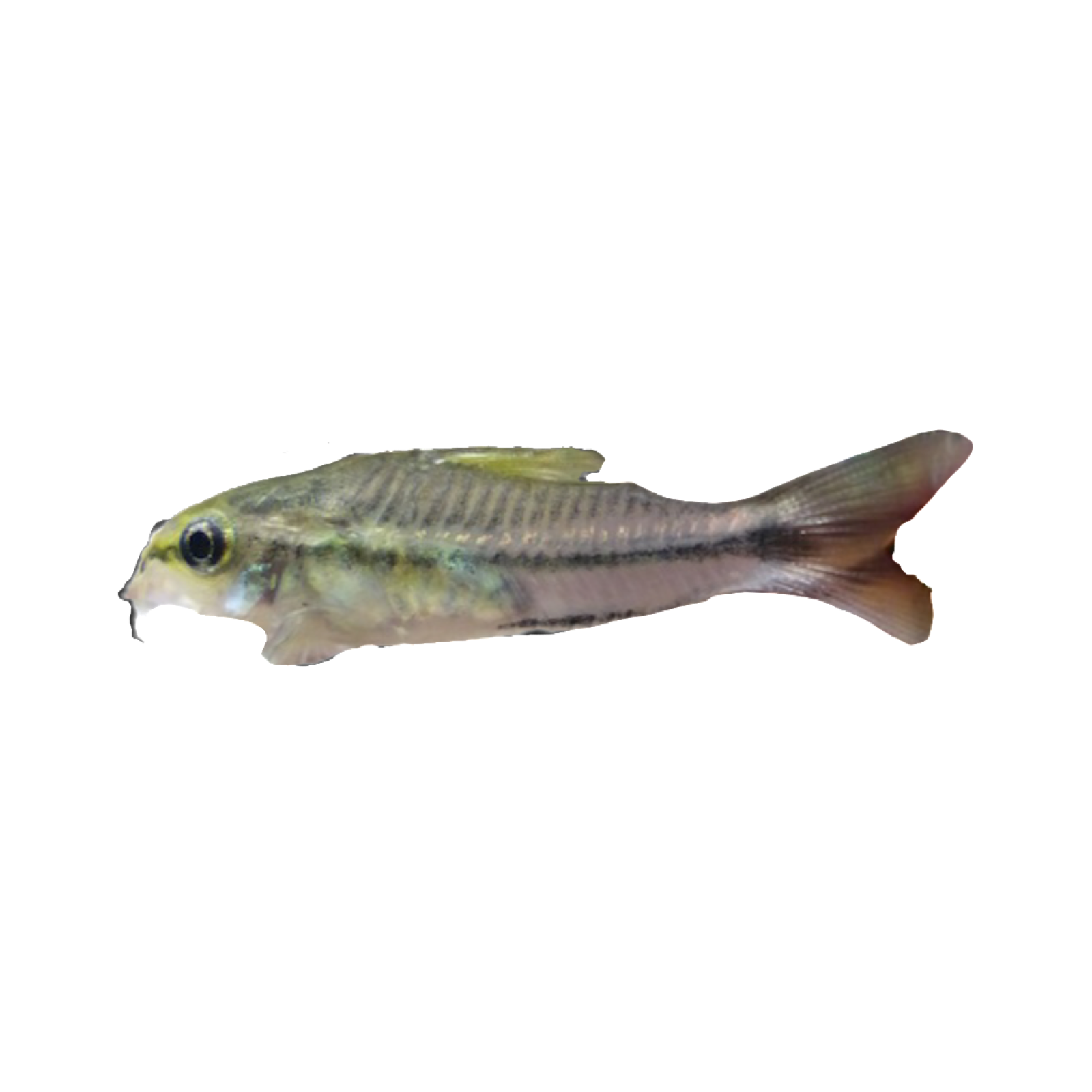 Pygmy Corydoras (Corydoras pygmaeus)