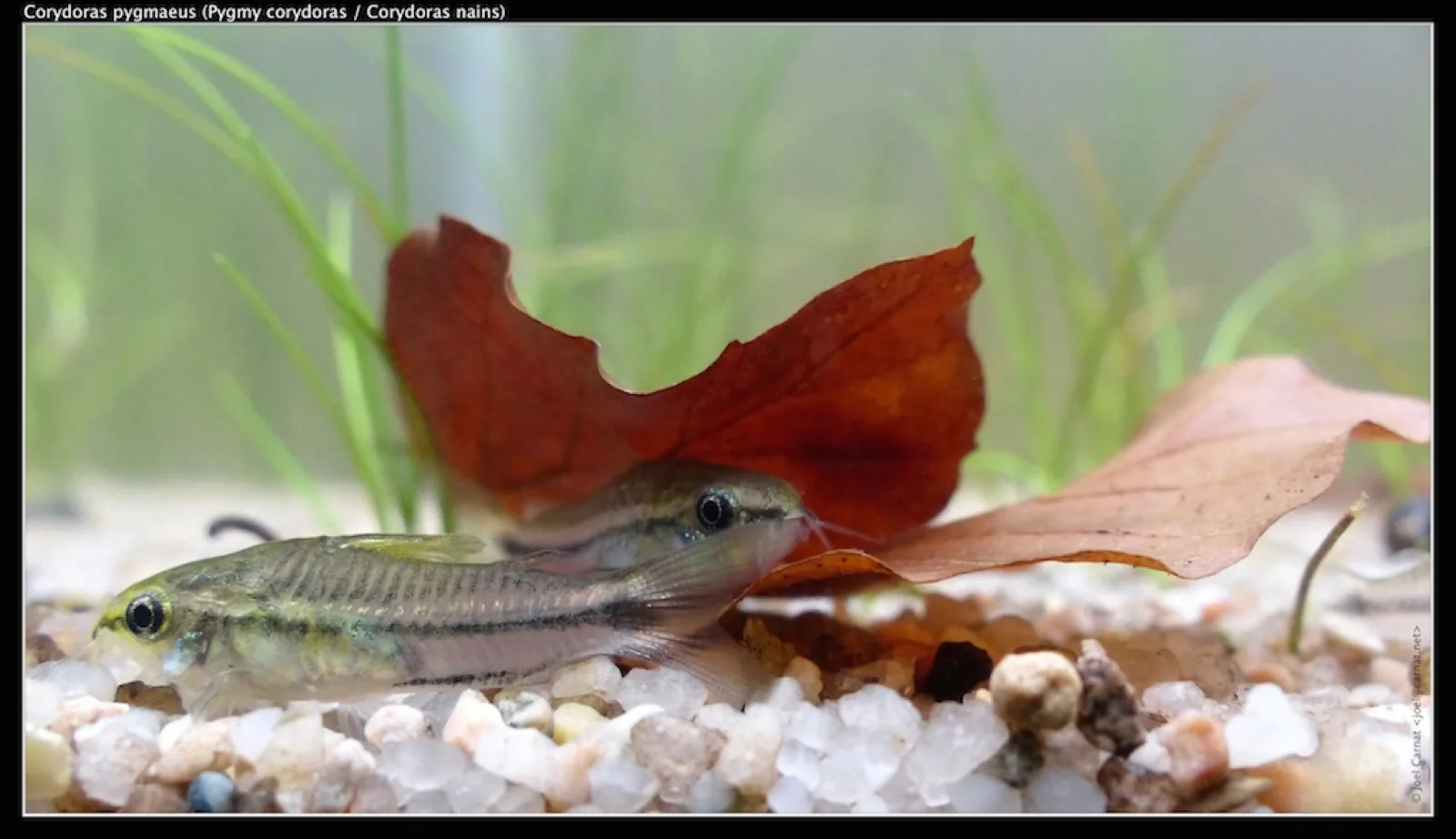 Pygmy Corydoras (Corydoras pygmaeus)