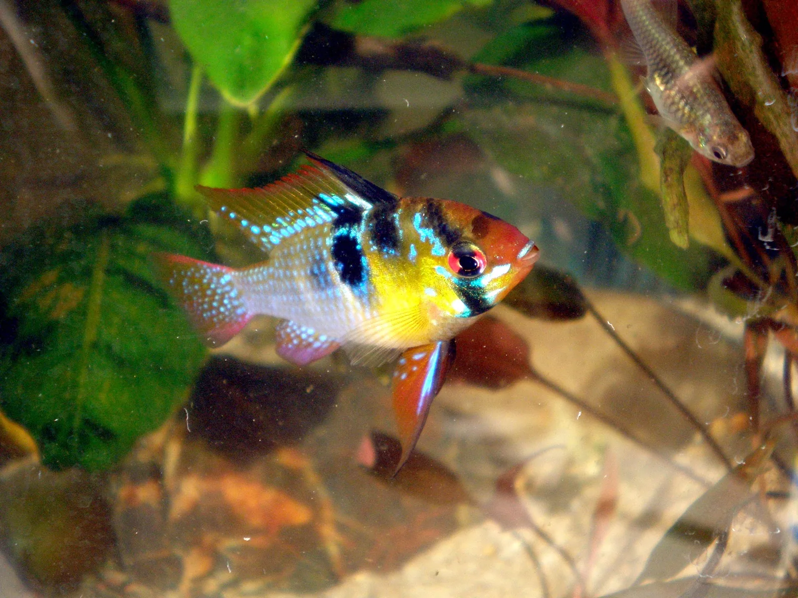 German Blue Ram (Mikrogeophagus ramirezi)