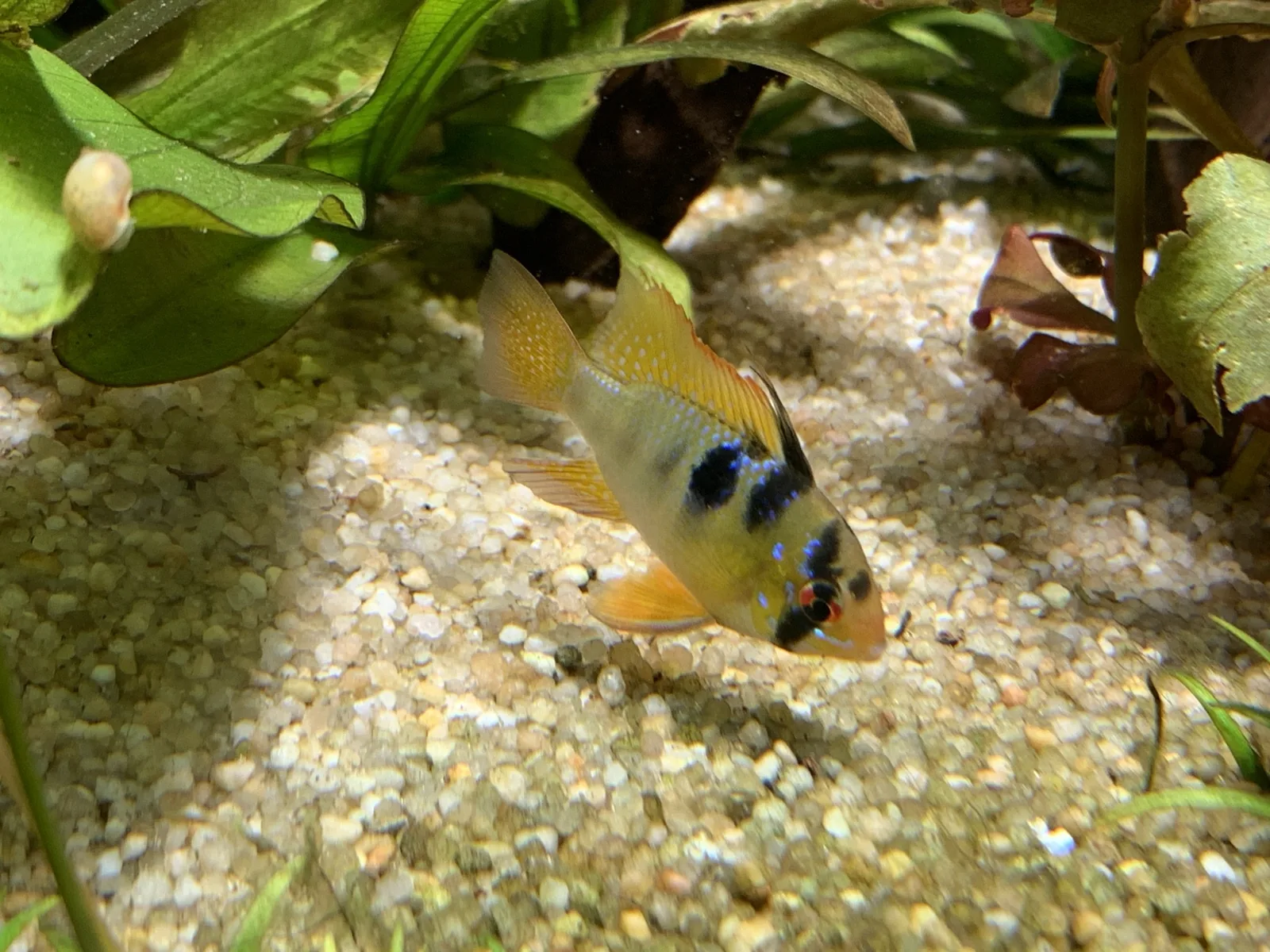 German Blue Ram (Mikrogeophagus ramirezi)