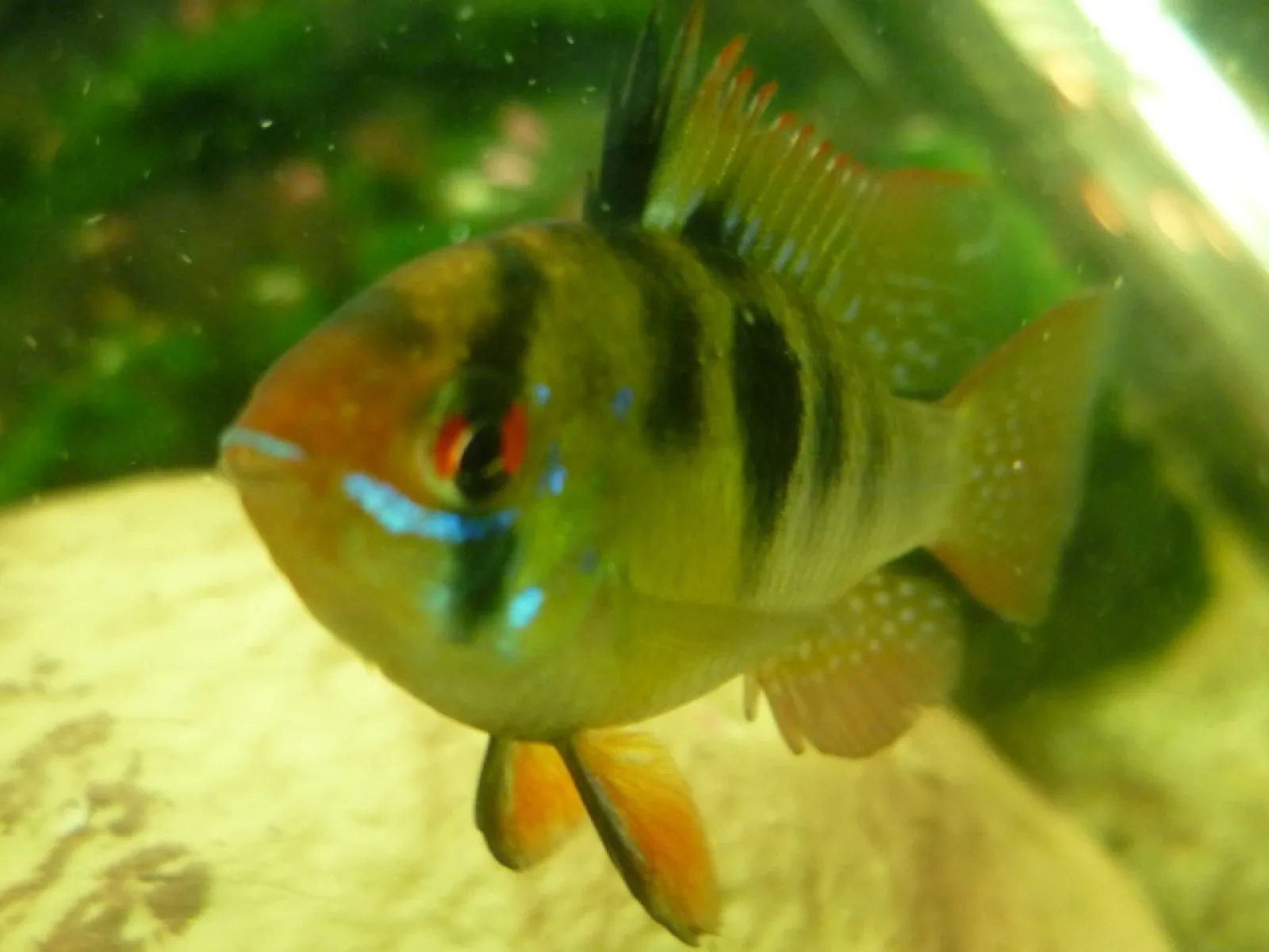 German Blue Ram (Mikrogeophagus ramirezi)