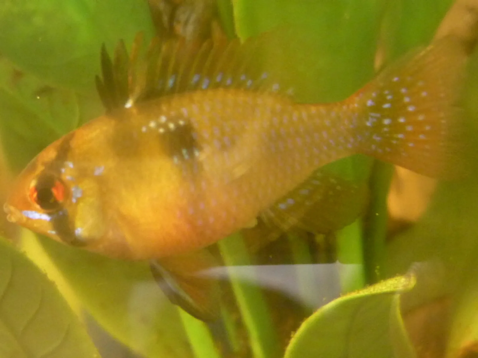 German Blue Ram (Mikrogeophagus ramirezi)