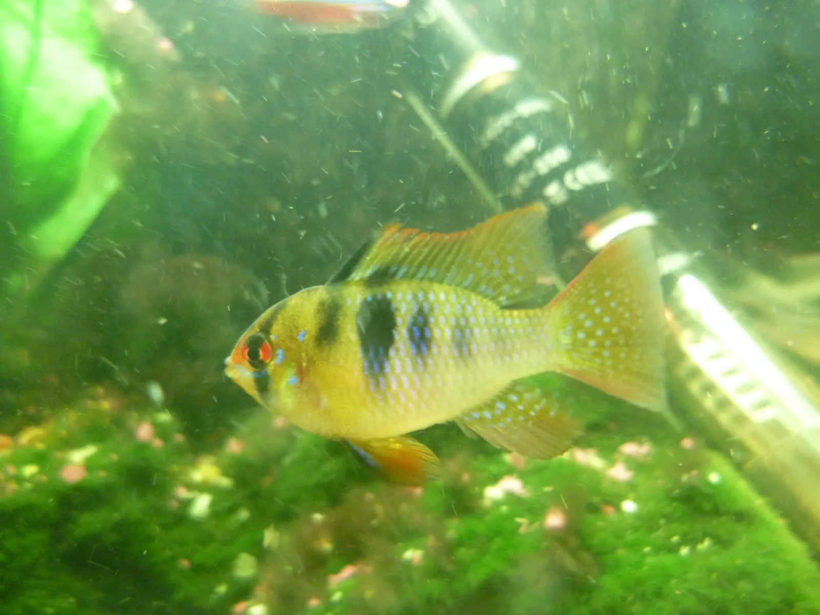 German Blue Ram (Mikrogeophagus ramirezi)