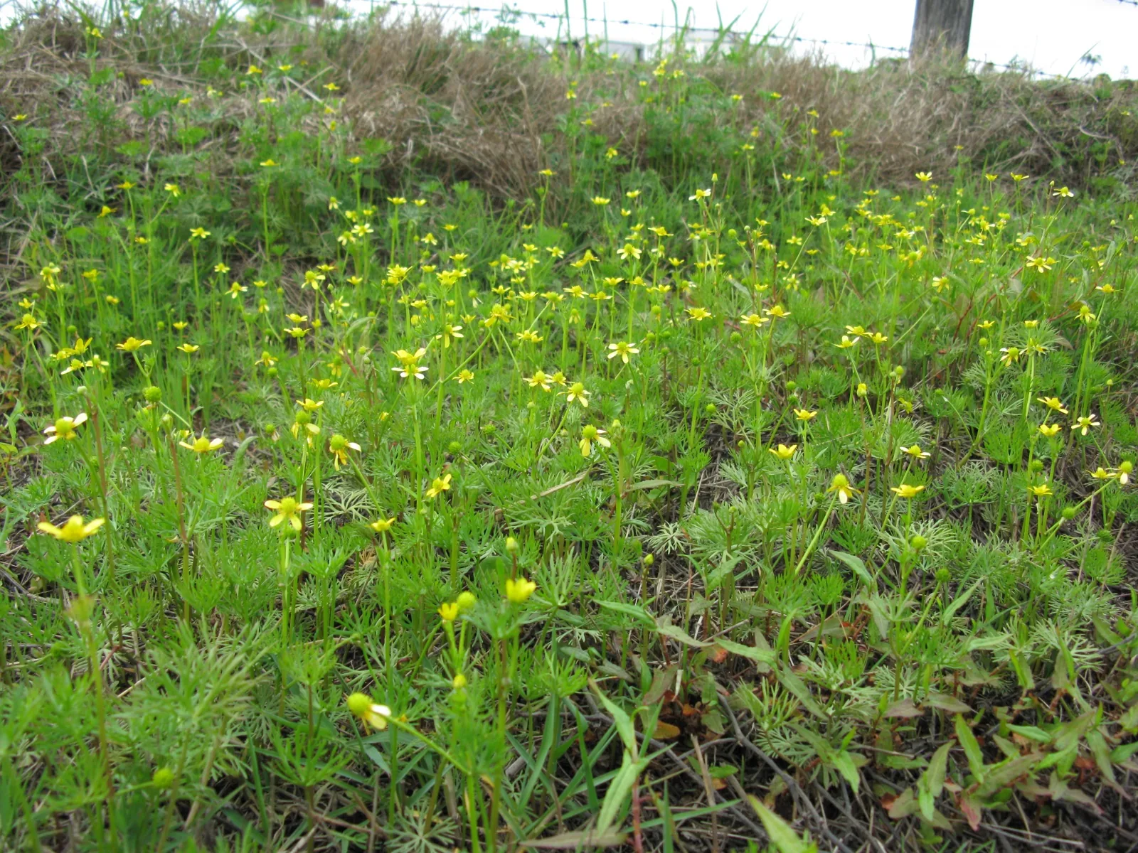 Ranunculus Inundatus (Ranunculus inundatus)