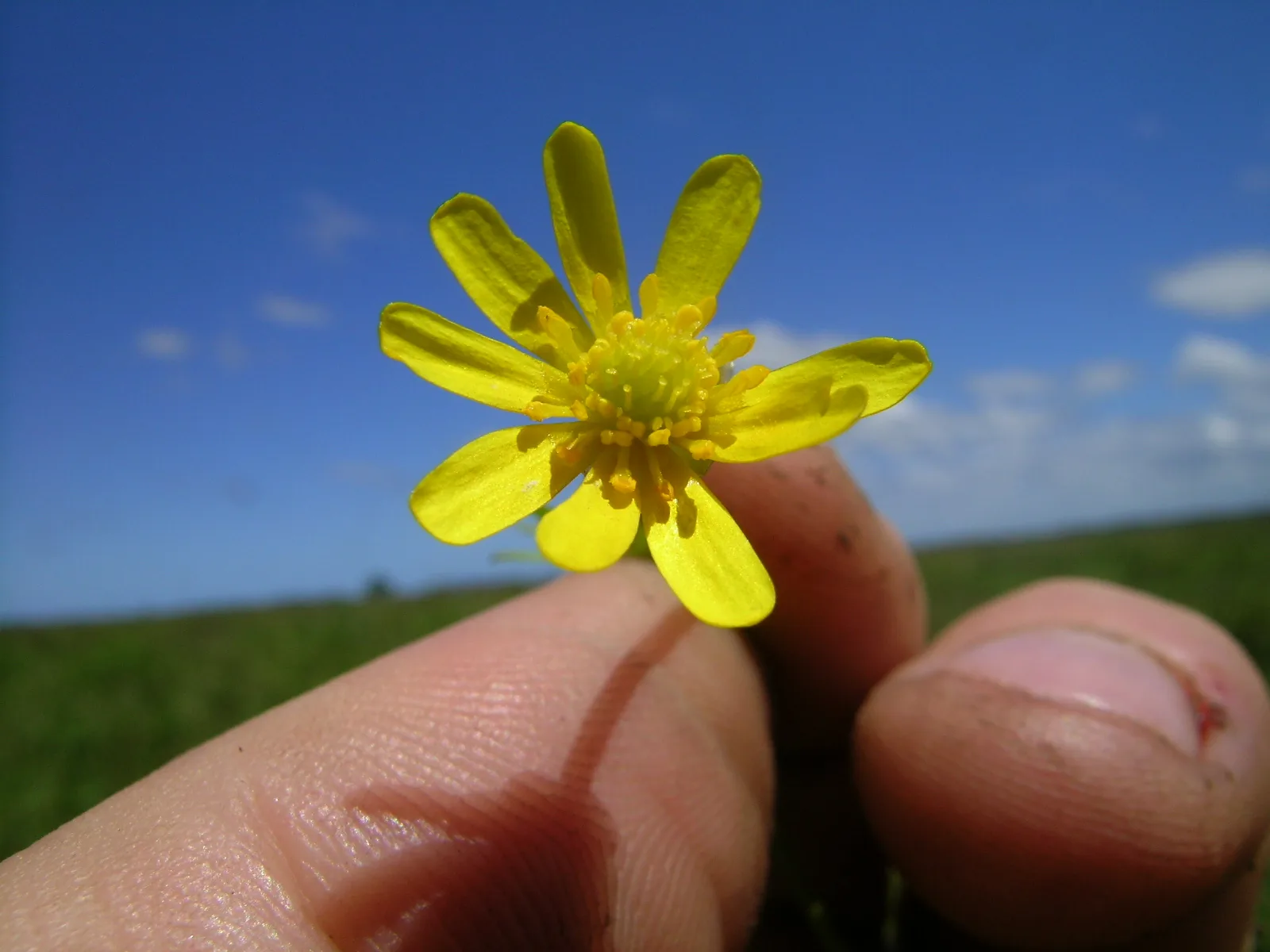 Ranunculus Inundatus (Ranunculus inundatus)
