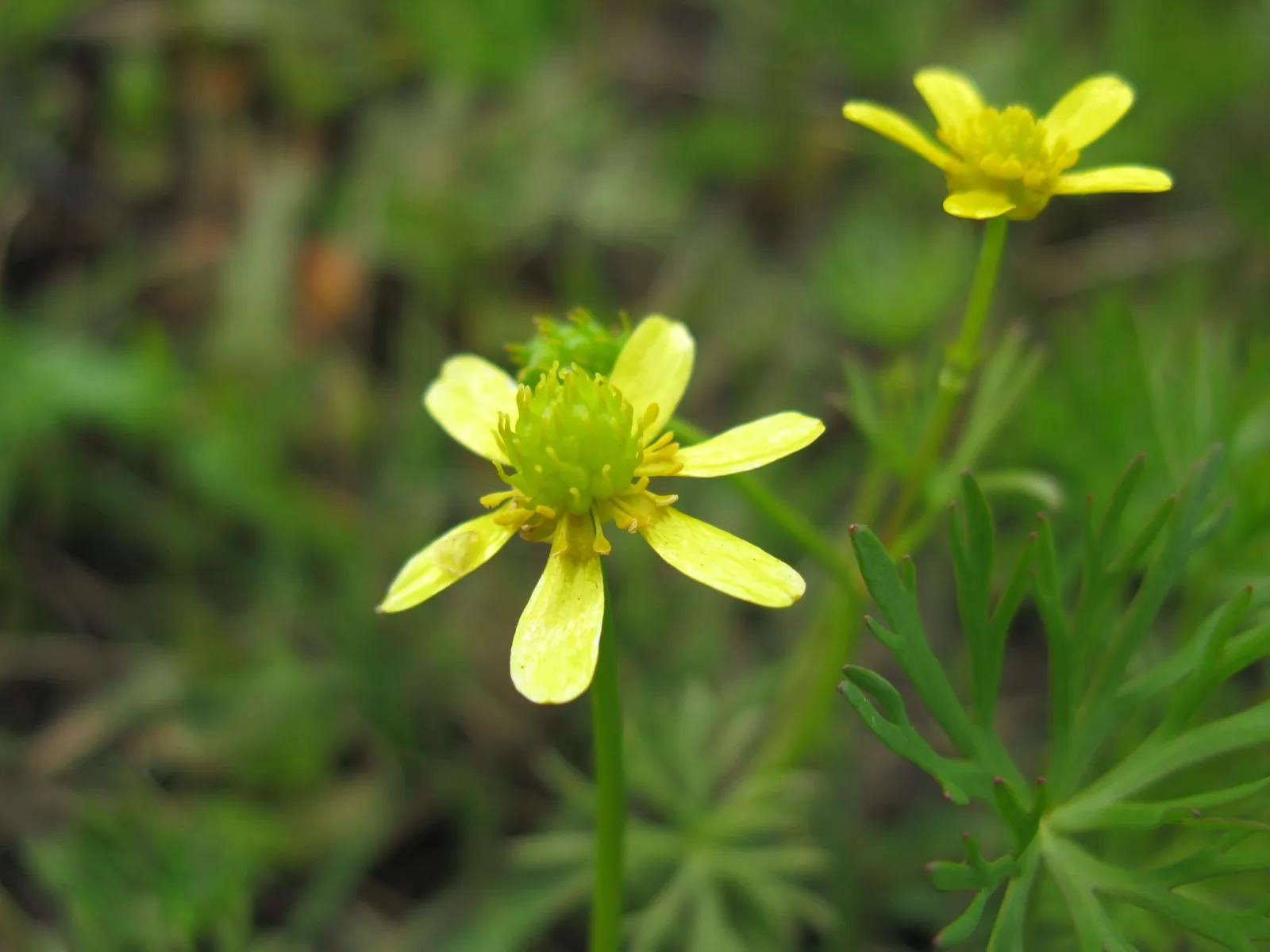 Ranunculus Inundatus (Ranunculus inundatus)
