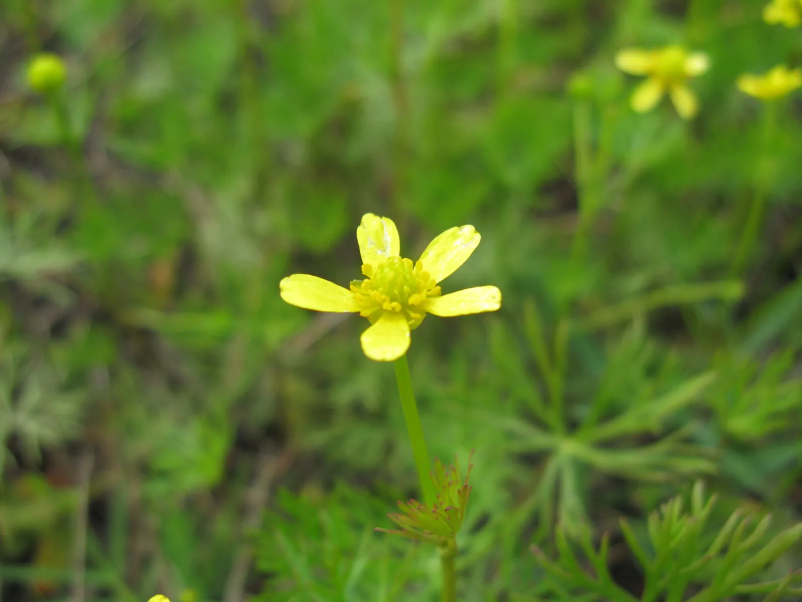 Ranunculus Inundatus (Ranunculus inundatus)