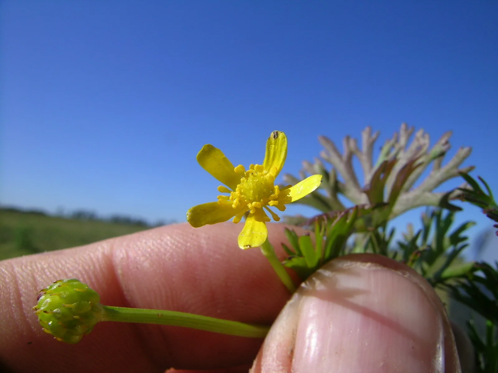 Ranunculus Inundatus (Ranunculus inundatus)