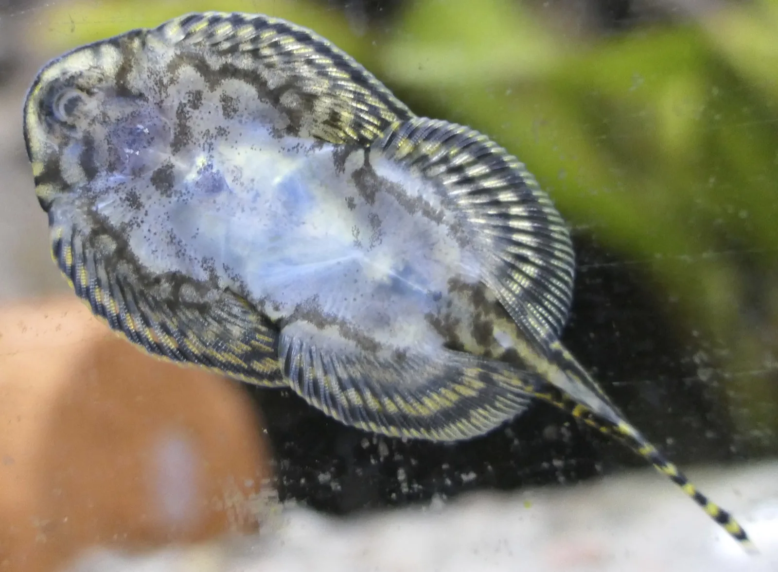 Reticulated Hillstream Loach (Sewellia lineolata)