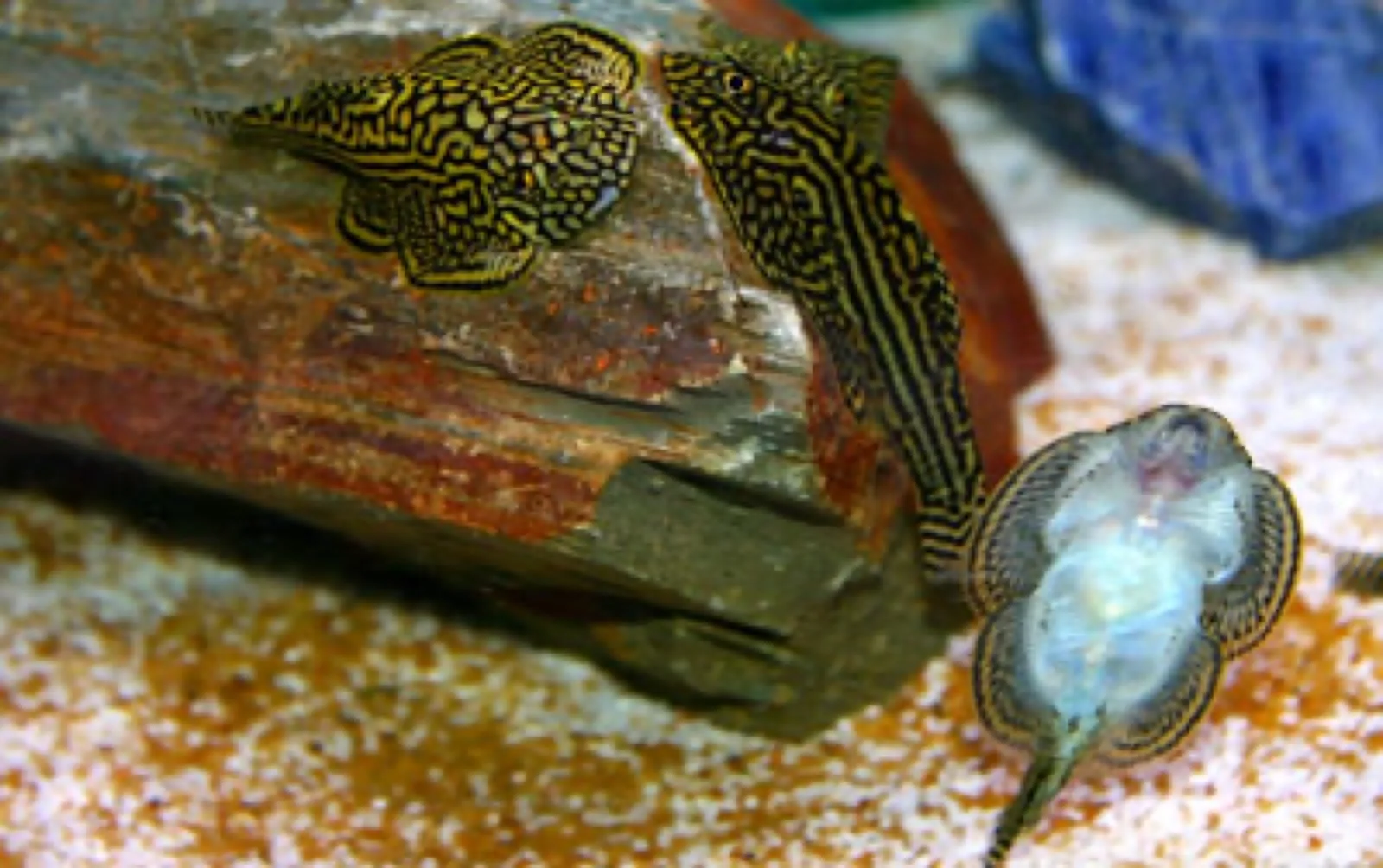 Reticulated Hillstream Loach (Sewellia lineolata)