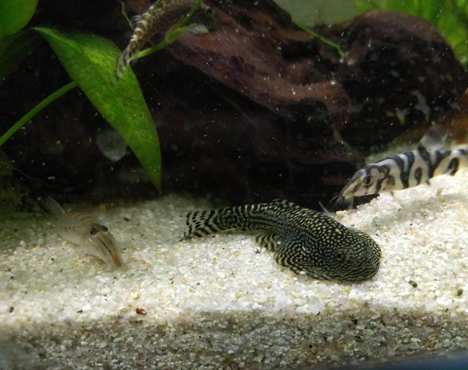 Reticulated Hillstream Loach (Sewellia lineolata)