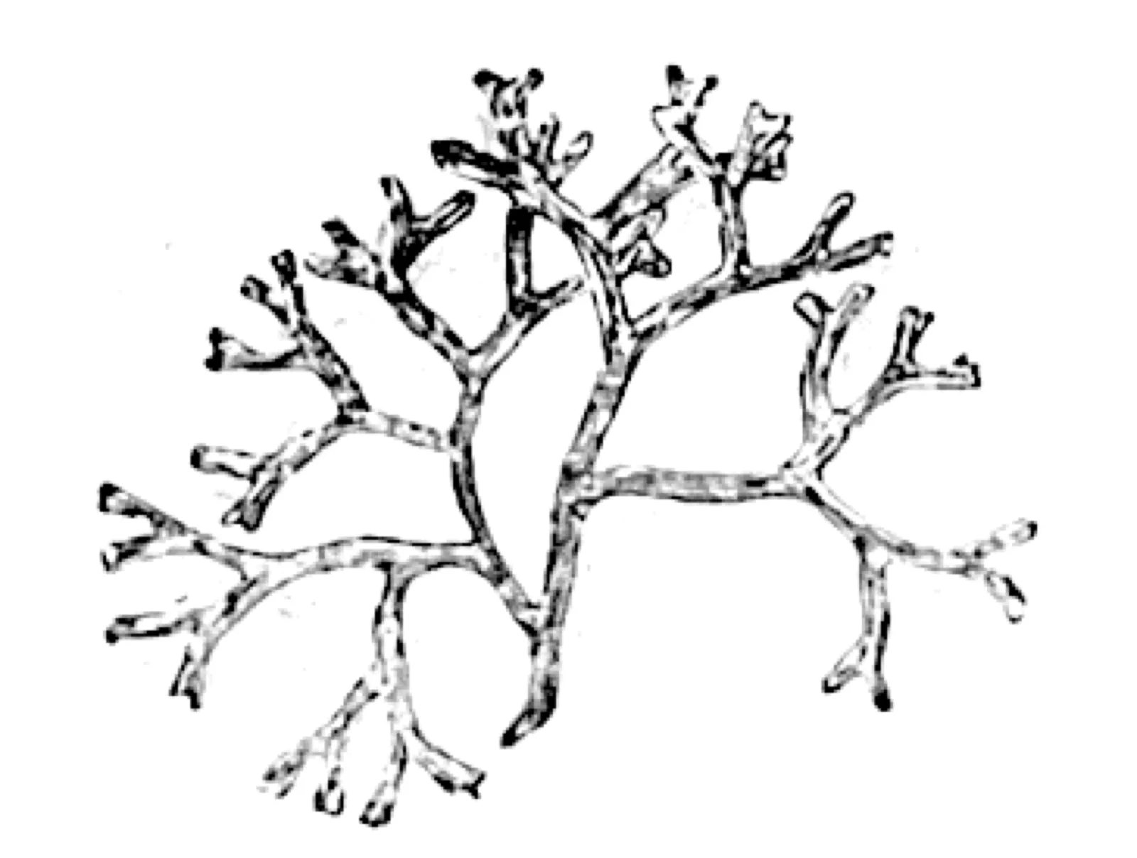 Riccia Fluitans (Riccia fluitans)