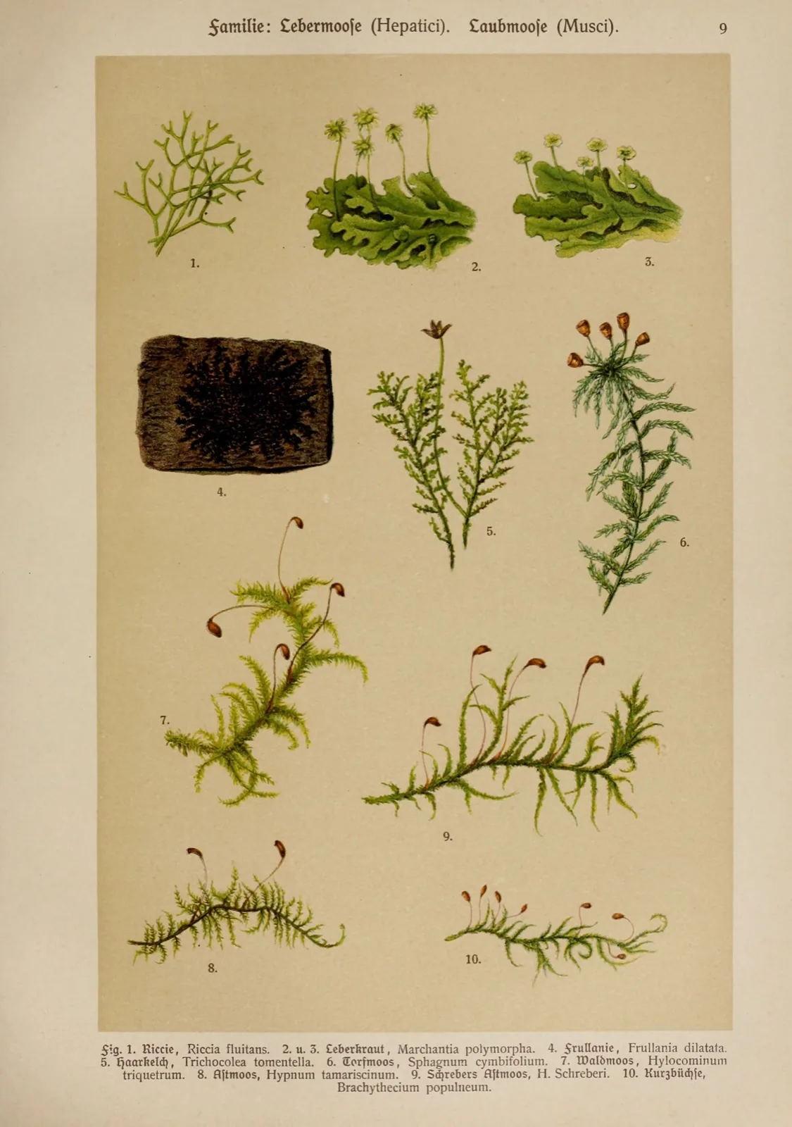 Riccia Fluitans (Riccia fluitans)