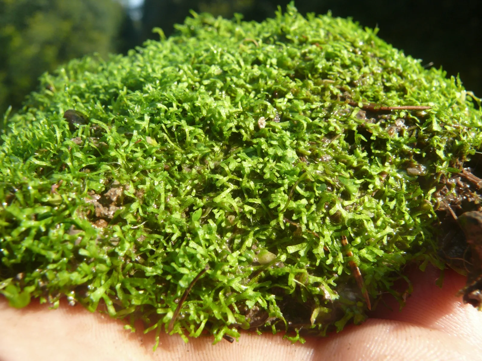 Riccia Fluitans (Riccia fluitans)