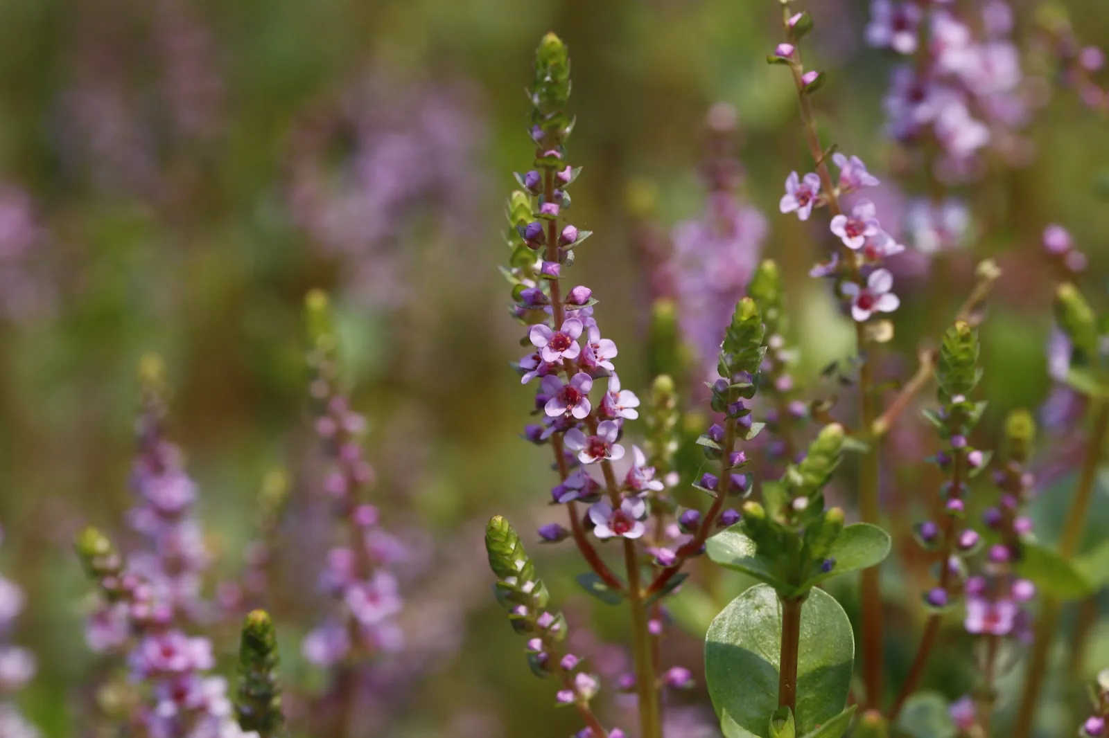 Rotala Rotundifolia (Rotala rotundifolia)