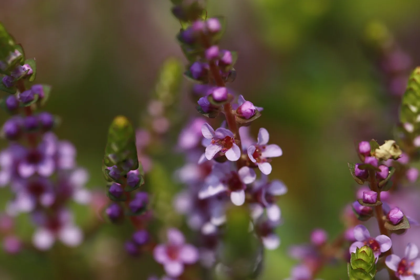 Rotala Rotundifolia (Rotala rotundifolia)