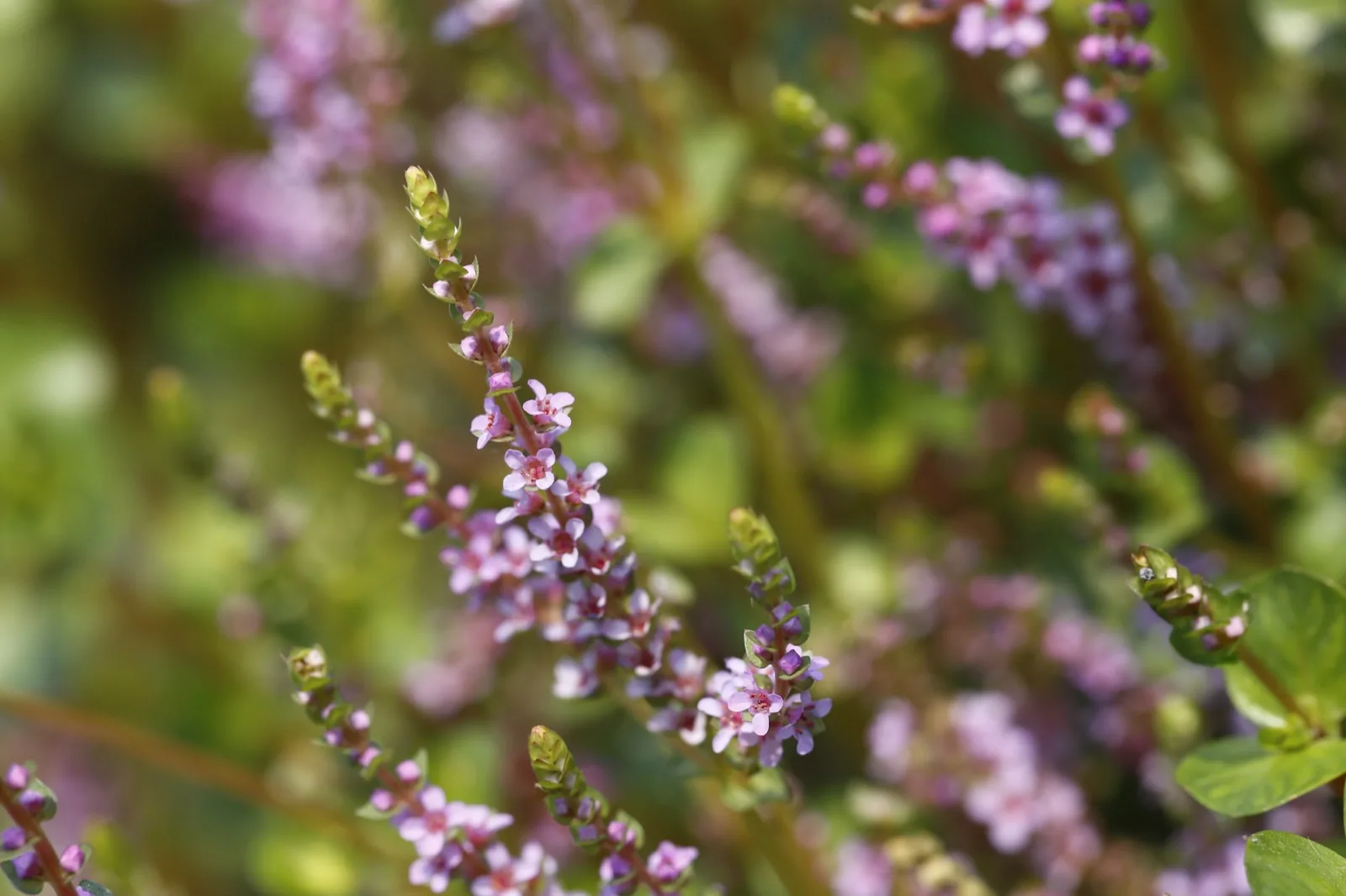 Rotala Rotundifolia (Rotala rotundifolia)