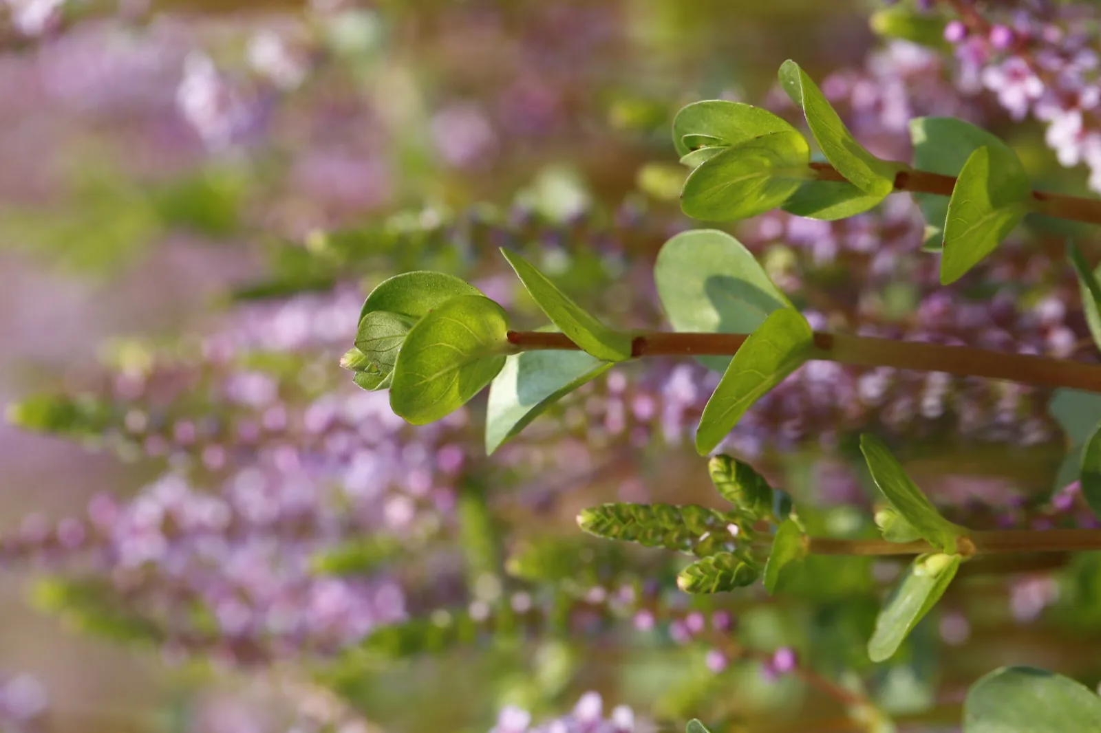 Rotala Rotundifolia (Rotala rotundifolia)