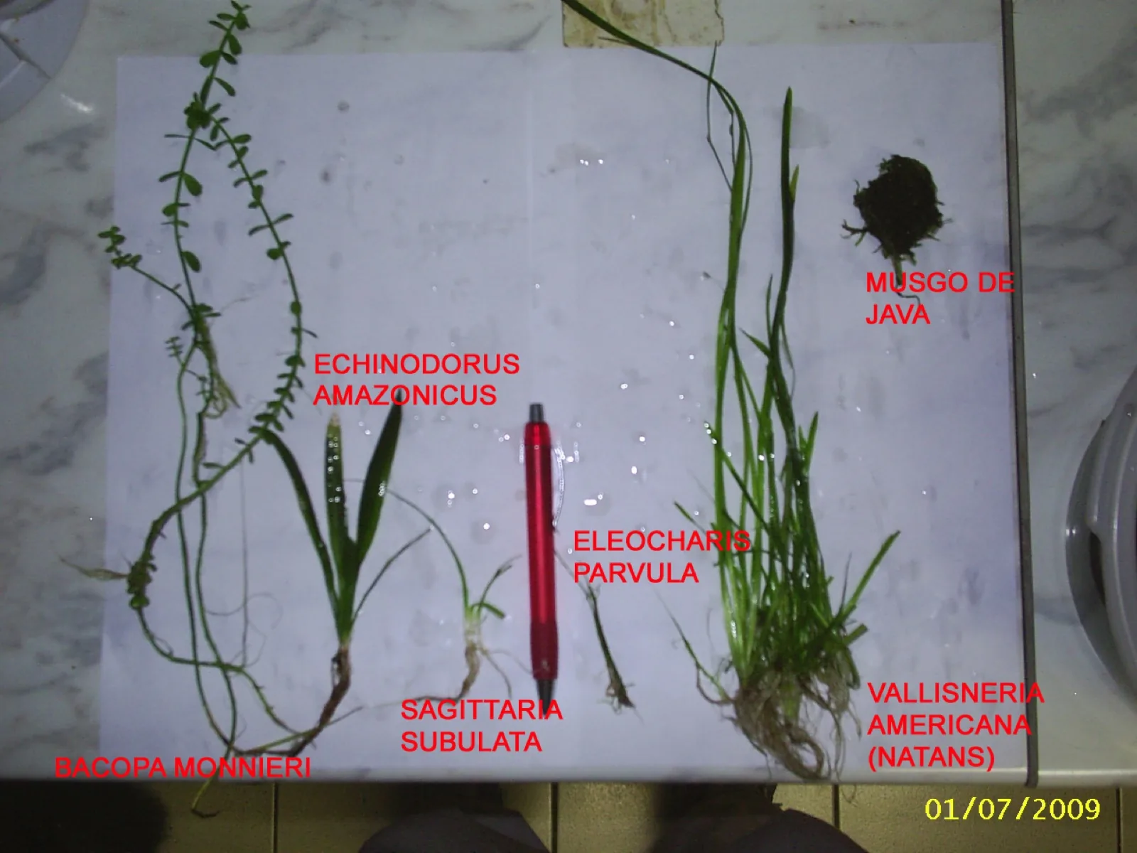 Dwarf Sagittaria (Sagittaria subulata)