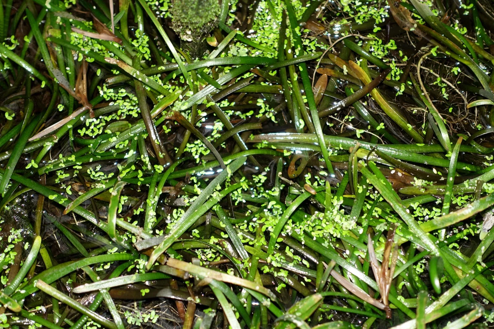 Dwarf Sagittaria (Sagittaria subulata)