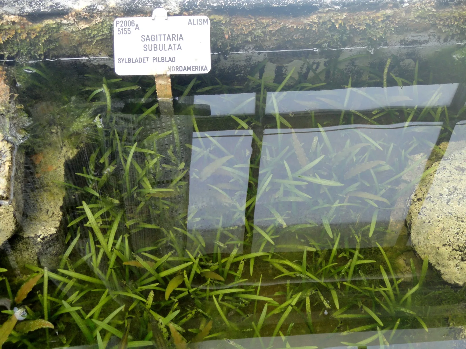 Dwarf Sagittaria (Sagittaria subulata)