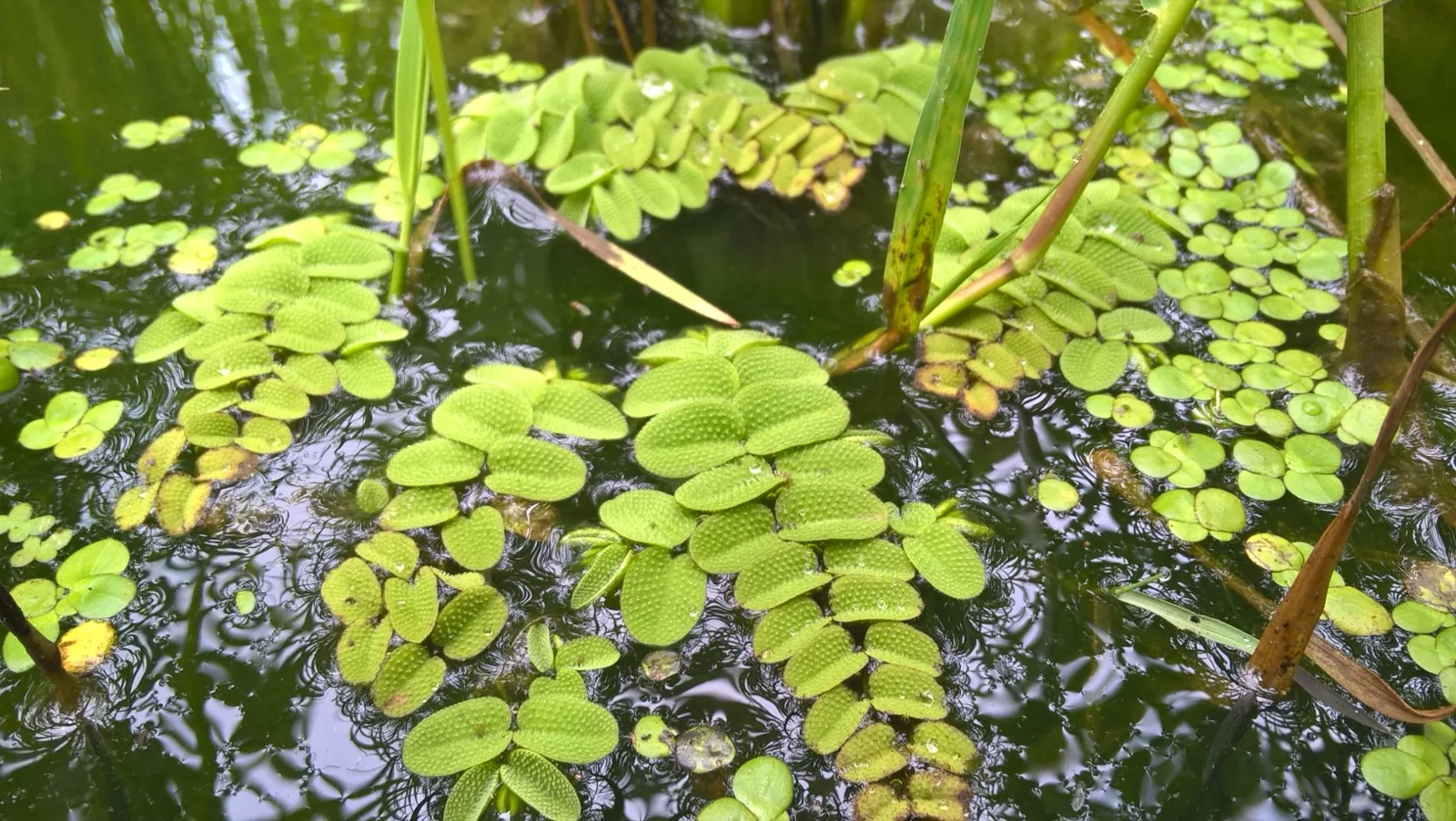 Floating Watermoss (Salvinia) (Salvinia natans)